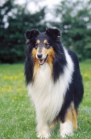 Picture of Rough Collie standing on grass