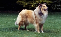 Picture of rough collie standing on grass