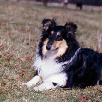 Picture of rough collie, tri colour, head and shoulders