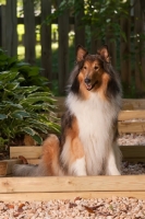 Picture of Rough Collie with girl