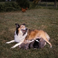 Picture of rough collie with puppies suckling 