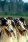 Picture of rough collies, ch cathanbrae polar moon at pelido and ch jaden mister blue at pelido, portrait
