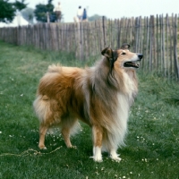 Picture of rough collie