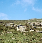 Picture of rough fell ewe with lamb on a dartmoor hillside