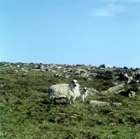 Picture of rough fell ewe with lamb on dartmoor