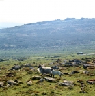 Picture of rough fell ewe with lamb on dartmoor