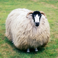 Picture of rough fell sheep