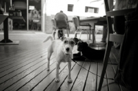 Picture of rough Jack Russell Terrier tied at a chair in a restaurant