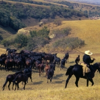 Picture of Rounding up taboon of stallions and colts Kabardines, in Caucasus mountains