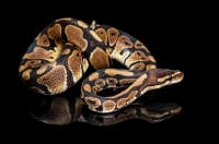 Picture of Royal Python looking ahead