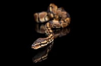 Picture of Royal Python on black background