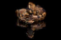 Picture of Royal Python on black background, looking into camera