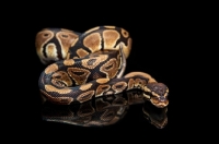 Picture of Royal Python on black background