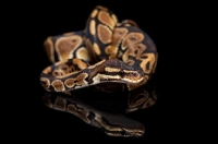 Picture of Royal Python on black background