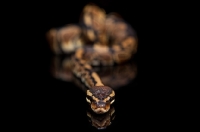 Picture of Royal Python on black background, looking into camera