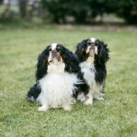 Picture of royal richard of zubaida, l, ch homehurst merry monach,r , king charles spaniels 