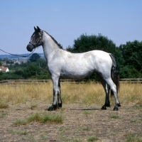 Picture of ruanne, welsh pony of cob type (section c), 
