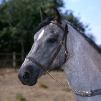 Picture of ruanne, welsh pony of cob type (section c), head study