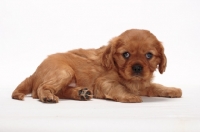 Picture of ruby Cavalier King Charles puppy lying down