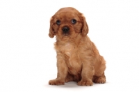 Picture of ruby Cavalier King Charles puppy