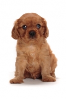 Picture of ruby Cavalier King Charles puppy