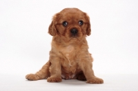 Picture of ruby Cavalier King Charles puppy