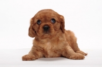 Picture of ruby Cavalier King Charles puppy