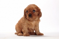 Picture of ruby Cavalier King Charles puppy