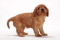 Picture of ruby Cavalier King Charles puppy on white background