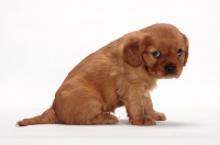 Picture of ruby Cavalier King Charles puppy