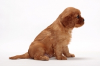 Picture of ruby Cavalier King Charles puppy, looking ahead