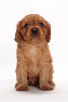 Picture of ruby Cavalier King Charles puppy, in studio, looking up