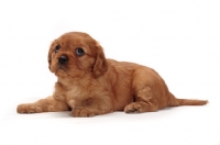 Picture of ruby Cavalier King Charles puppy lying down in studio