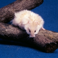 Picture of ruby eyed satinized long hair cream hamster on a branch