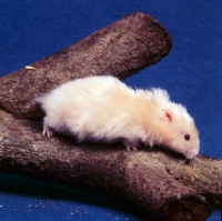 Picture of ruby eyed satinized long haired cream hamster