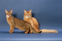 Picture of Ruddy Abyssinian and Sorrel Somali