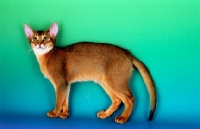 Picture of ruddy abyssinian cat on green and blue background