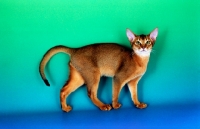 Picture of ruddy abyssinian cat standing on green and blue background