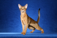 Picture of Ruddy Abyssinian female standing to left looking at camera against blue background.