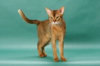 Picture of Ruddy Abyssinian, front view, on green background