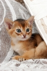 Picture of ruddy Abyssinian kitten behind a cushion