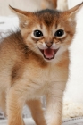 Picture of ruddy Abyssinian kitten meowing