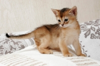 Picture of ruddy Abyssinian kitten on a cushion