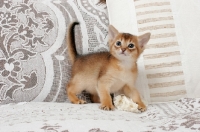 Picture of ruddy Abyssinian kitten on sofa