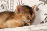 Picture of ruddy Abyssinian kitten sleeping 