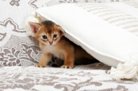 Picture of ruddy Abyssinian kitten under a cushion