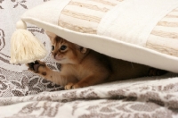Picture of ruddy Abyssinian kitten under a cushion