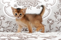 Picture of ruddy Abyssinian kitten walking on sofa