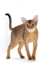 Picture of ruddy abyssinian looking alert