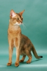 Picture of Ruddy Abyssinian, looking aside, on green background